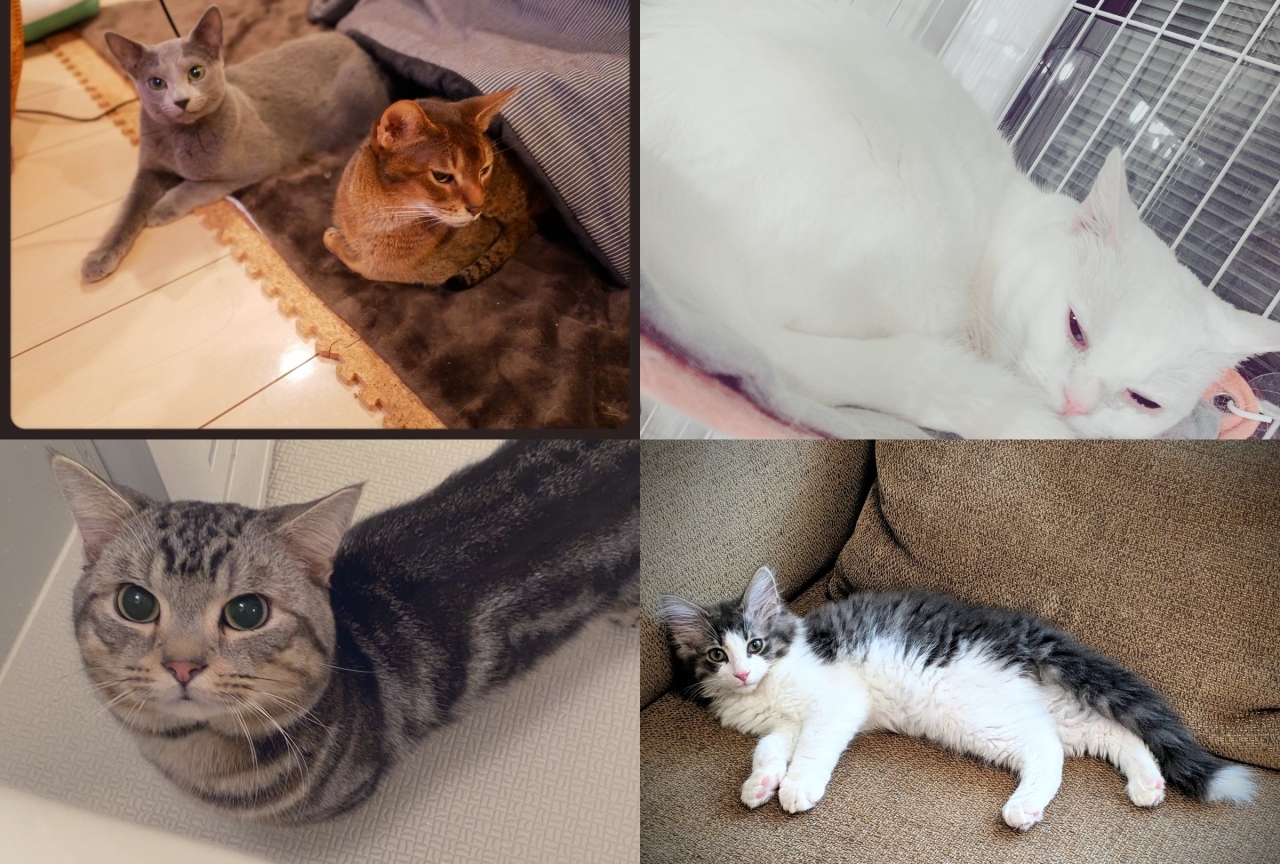 【2月22日は猫の日！】ネコを飼っている声優さんまとめ！