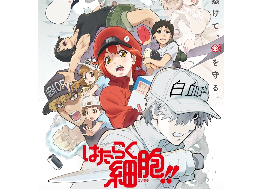 TVアニメ第2期『はたらく細胞!!』2021年1月放送決定！