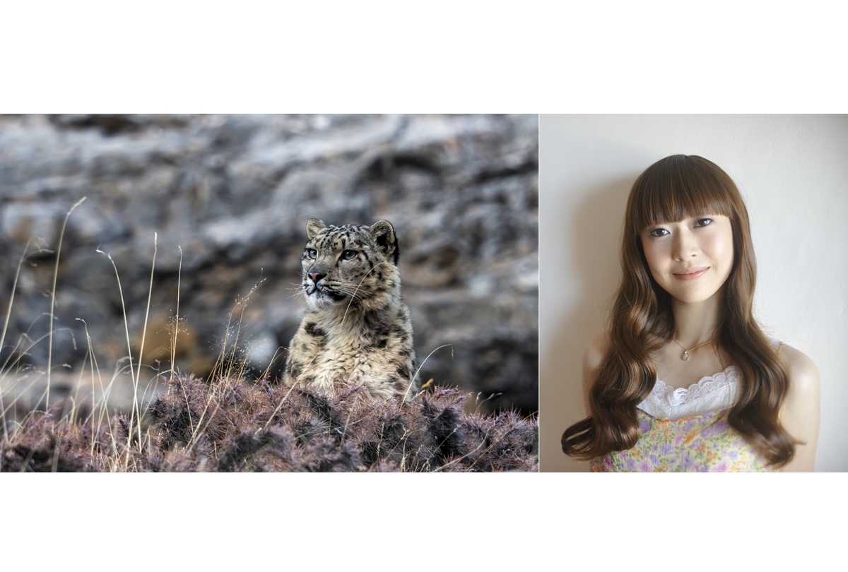 「ナショジオ」大型ネコ科動物特集にて大人気声優陣がナレーションを担当