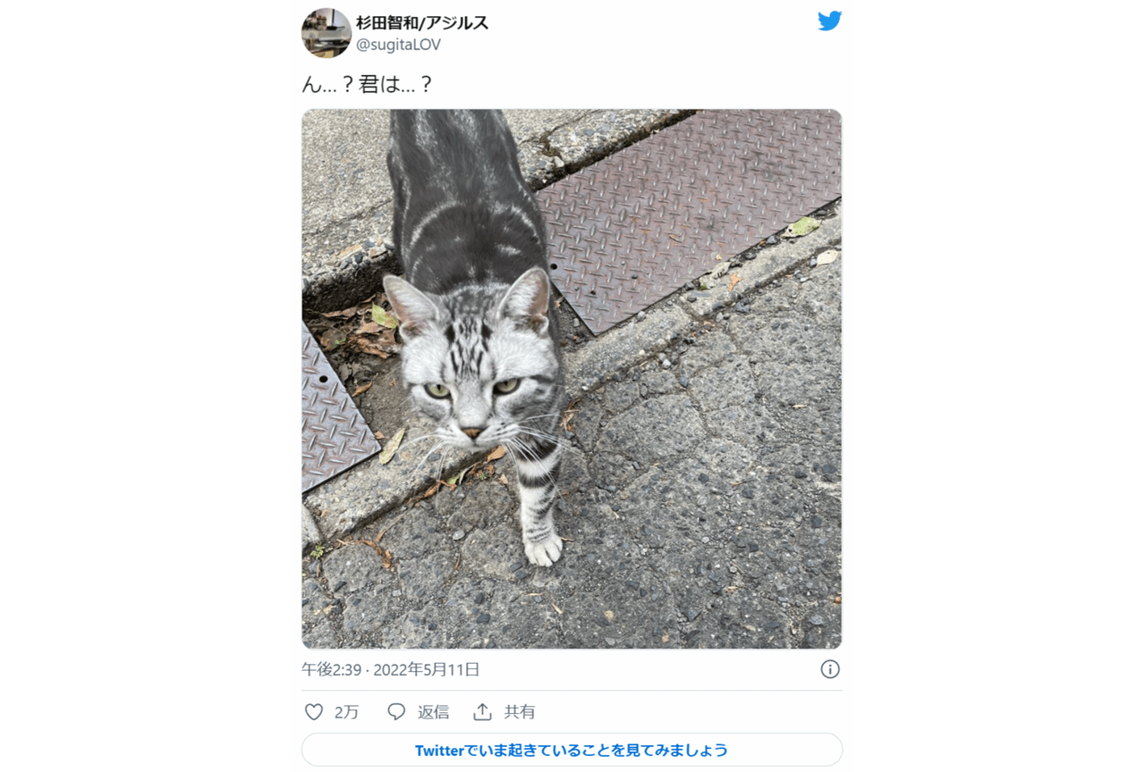 声優・杉田智和が遭遇したノラ猫が可愛いと話題に！【注目ワード】